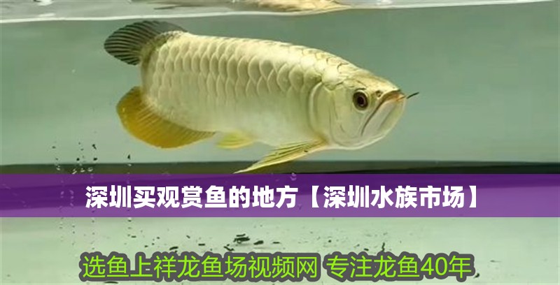 深圳買觀賞魚的地方【深圳水族市場】