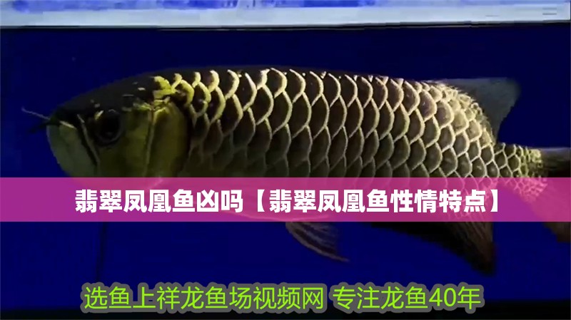 翡翠鳳凰魚兇嗎【翡翠鳳凰魚性情特點】