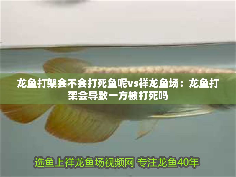 龍魚打架會不會打死魚呢vs祥龍魚場：龍魚打架會導致一方被打死嗎