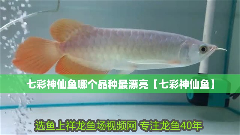 七彩神仙魚哪個品種最漂亮【七彩神仙魚】