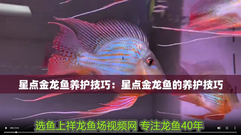 星點金龍魚養護技巧：星點金龍魚的養護技巧