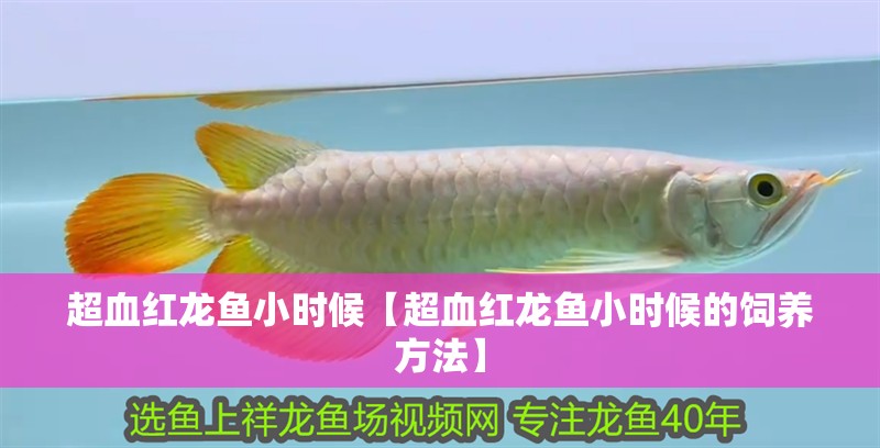 超血紅龍魚小時候【超血紅龍魚小時候的飼養方法】