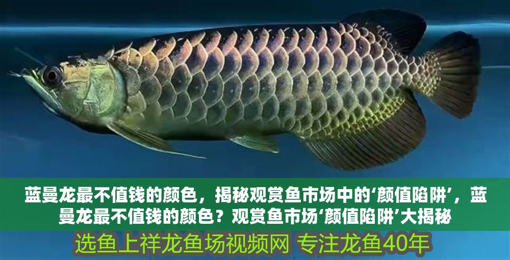 藍曼龍最不值錢的顏色，揭秘觀賞魚市場中的‘顏值陷阱’，藍曼龍最不值錢的顏色？觀賞魚市場‘顏值陷阱’大揭秘 藍曼龍最不值錢的顏色，揭秘觀賞魚市場中的‘顏值陷阱’，藍曼龍最不值錢的顏色？觀賞魚市場‘顏值陷阱’大揭秘 龍魚百科 第1張