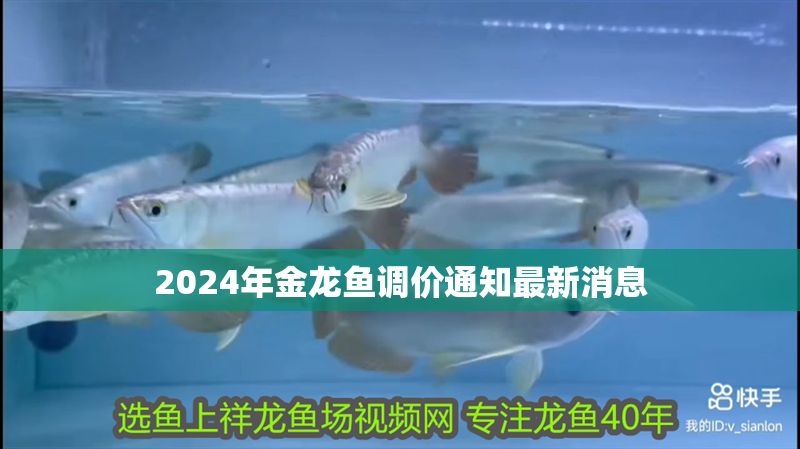 2024年金龍魚調價通知最新消息