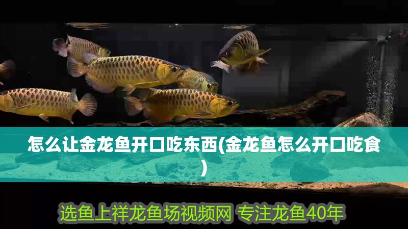怎么讓金龍魚開口吃東西(金龍魚怎么開口吃食) 怎么讓金龍魚開口吃東西(金龍魚怎么開口吃食) 元寶鳳凰魚百科 第1張