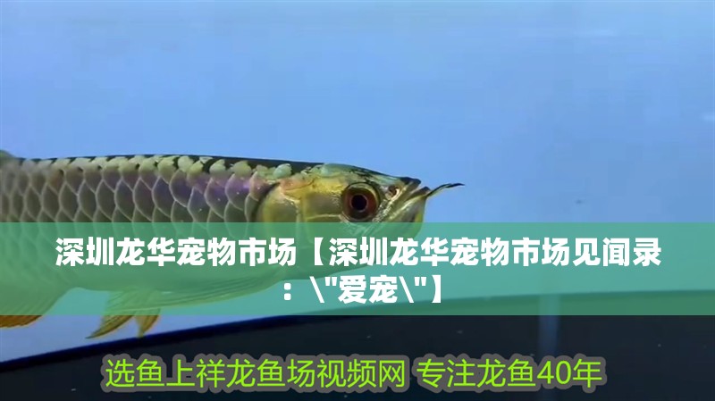 深圳龍華寵物市場(chǎng)【深圳龍華寵物市場(chǎng)見聞錄：\