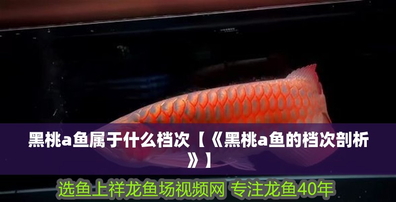 黑桃a魚屬于什么檔次【《黑桃a魚的檔次剖析》】