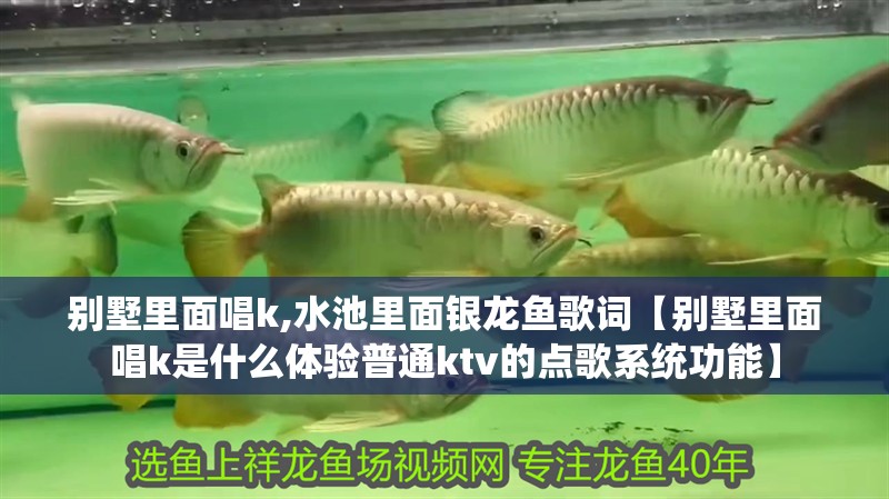 別墅里面唱k,水池里面銀龍魚歌詞【別墅里面唱k是什么體驗普通ktv的點歌系統功能】 別墅里面唱k,水池里面銀龍魚歌詞【別墅里面唱k是什么體驗普通ktv的點歌系統功能】 水族問答