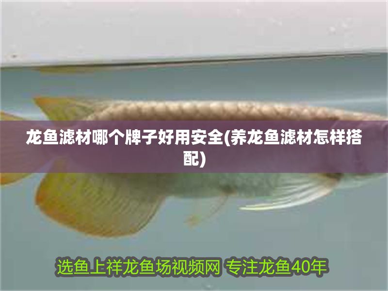 龍魚濾材哪個(gè)牌子好用安全(養(yǎng)龍魚濾材怎樣搭配)