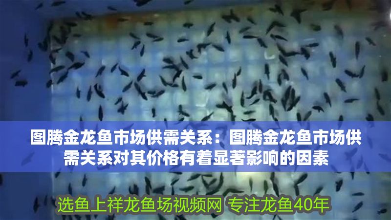 圖騰金龍魚市場供需關系：圖騰金龍魚市場供需關系對其價格有著顯著影響的因素