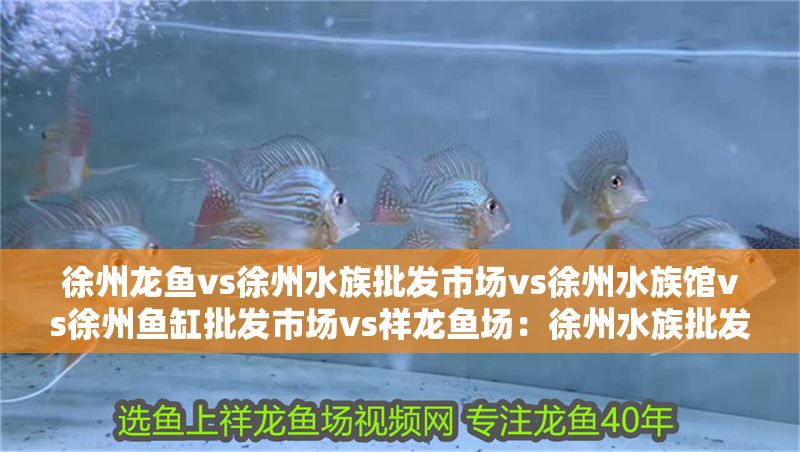 徐州龍魚vs徐州水族批發市場vs徐州水族館vs徐州魚缸批發市場vs祥龍魚場：徐州水族批發市場