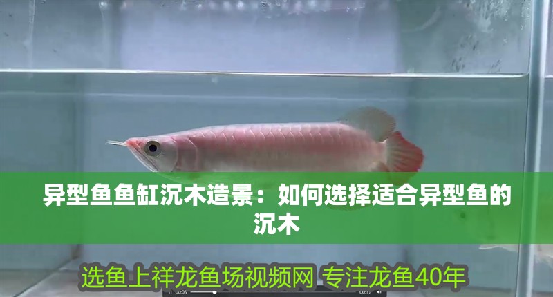 異型魚魚缸沉木造景：如何選擇適合異型魚的沉木