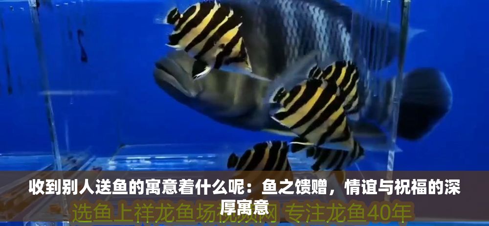 收到別人送魚的寓意著什么呢：魚之饋贈(zèng)，情誼與祝福的深厚寓意