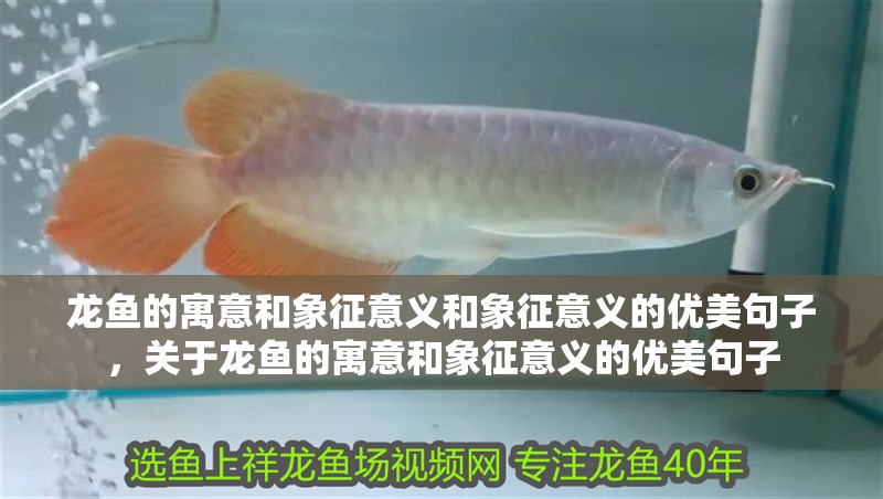 龍魚的寓意和象征意義和象征意義的優美句子，關于龍魚的寓意和象征意義的優美句子