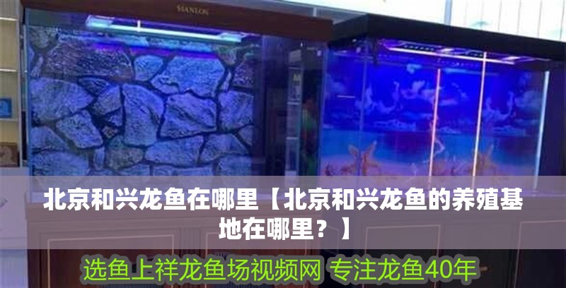 北京和興龍魚在哪里【北京和興龍魚的養殖基地在哪里？】