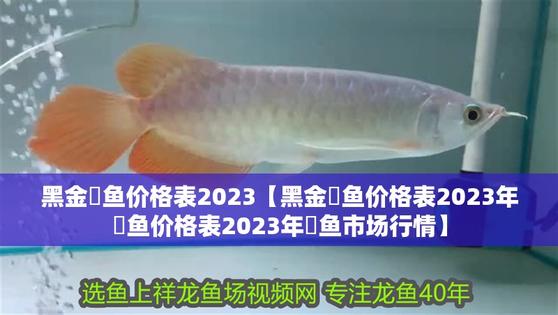 黑金魟魚價格表2023【黑金魟魚價格表2023年魟魚價格表2023年魟魚市場行情】