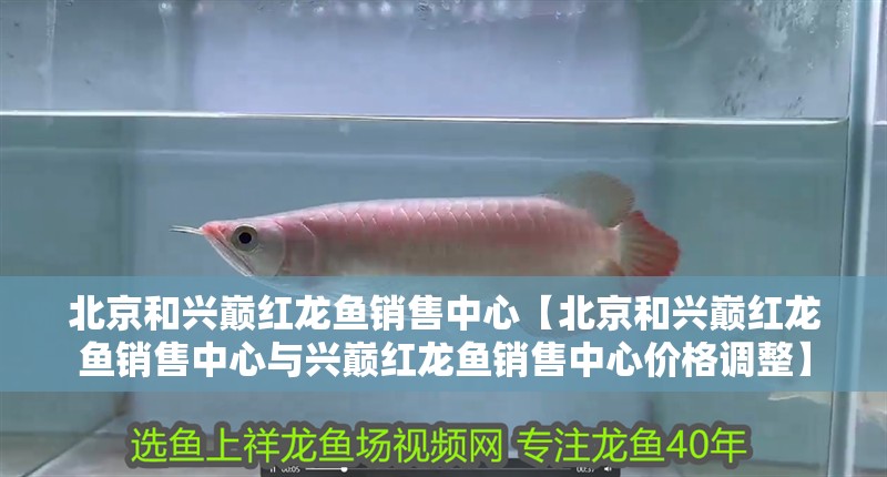北京和興巔紅龍魚(yú)銷售中心【北京和興巔紅龍魚(yú)銷售中心與興巔紅龍魚(yú)銷售中心價(jià)格調(diào)整】 北京和興巔紅龍魚(yú)銷售中心【北京和興巔紅龍魚(yú)銷售中心與興巔紅龍魚(yú)銷售中心價(jià)格調(diào)整】 水族問(wèn)答