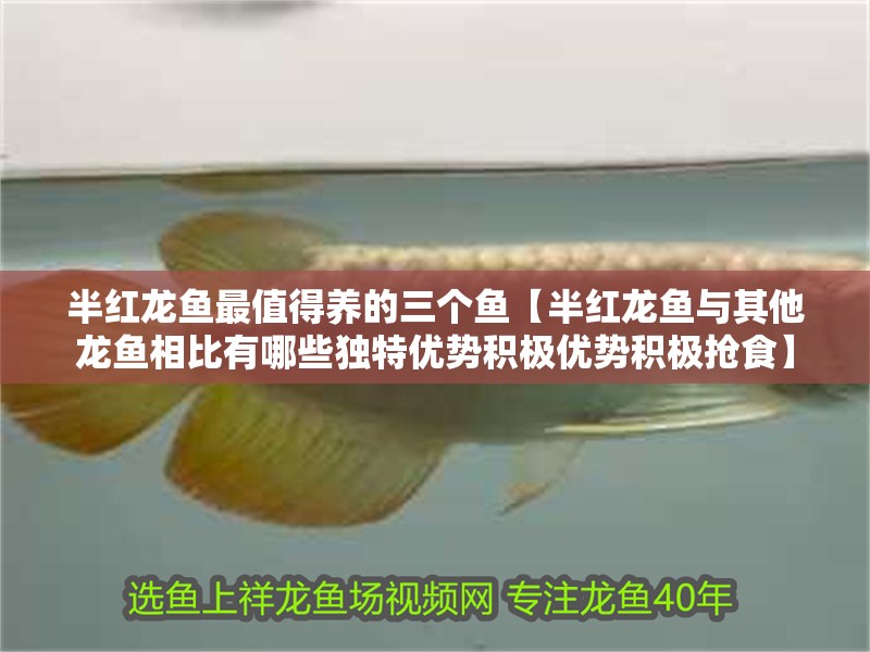 魚缸造景先放沙還是先放水(魚缸造景先鋪沙還是先放石頭) 半紅龍魚最值得養(yǎng)的三個(gè)魚【半紅龍魚與其他龍魚相比有哪些獨(dú)特優(yōu)勢(shì)積極優(yōu)勢(shì)積極搶食】 水族問(wèn)答 半紅龍魚最值得養(yǎng)的三個(gè)魚【半紅龍魚與其他龍魚相比有哪些獨(dú)特優(yōu)勢(shì)積極優(yōu)勢(shì)積極搶食】 半紅龍魚最值得養(yǎng)的三個(gè)魚【半紅龍魚與其他龍魚相比有哪些獨(dú)特優(yōu)勢(shì)積極優(yōu)勢(shì)積極搶食】 水族問(wèn)答