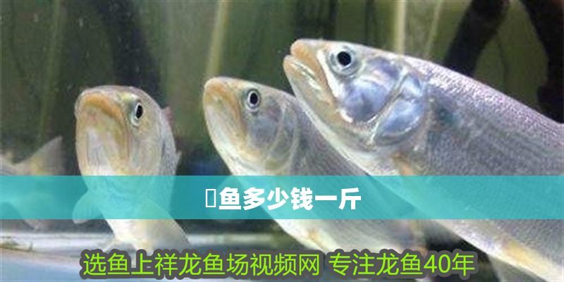 魟魚多少錢一斤