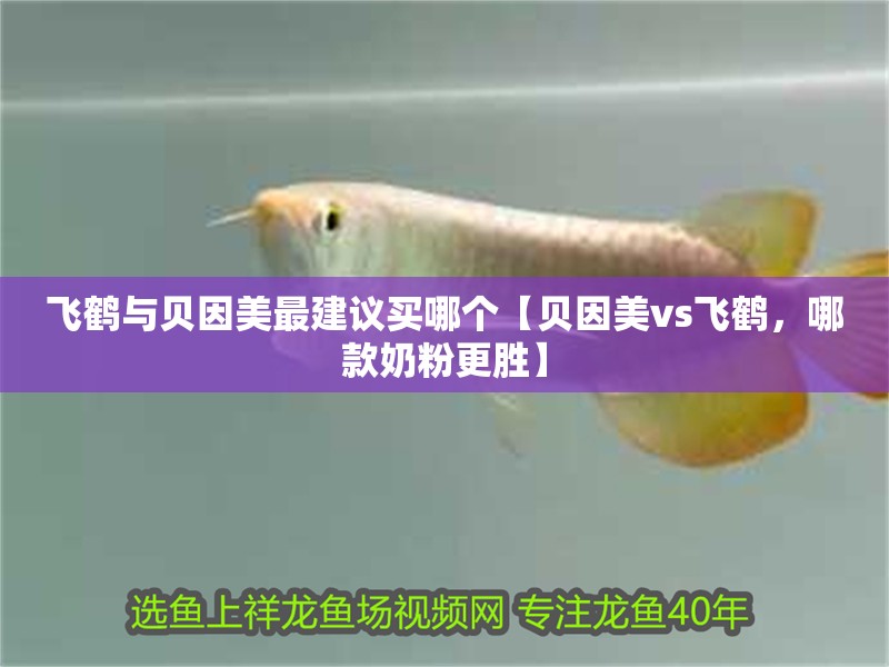 飛鶴與貝因美最建議買哪個【貝因美vs飛鶴，哪款奶粉更勝】