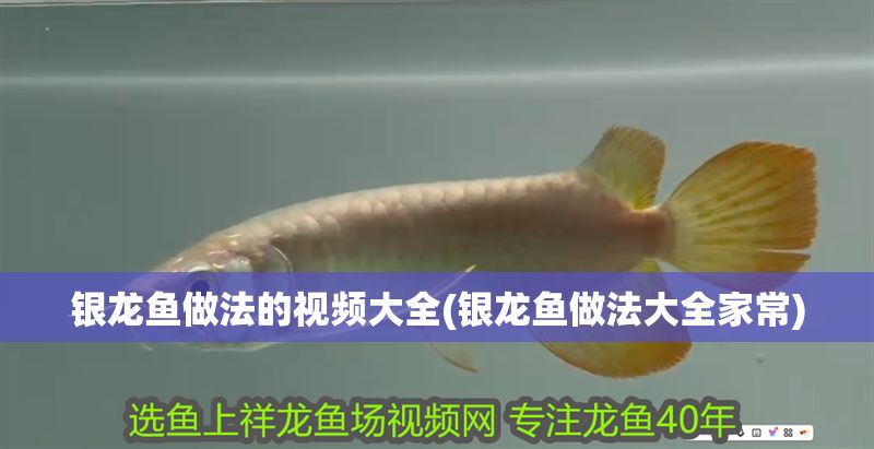 銀龍魚做法的視頻大全(銀龍魚做法大全家常) 銀龍魚做法的視頻大全(銀龍魚做法大全家常) 銀龍魚百科 第1張
