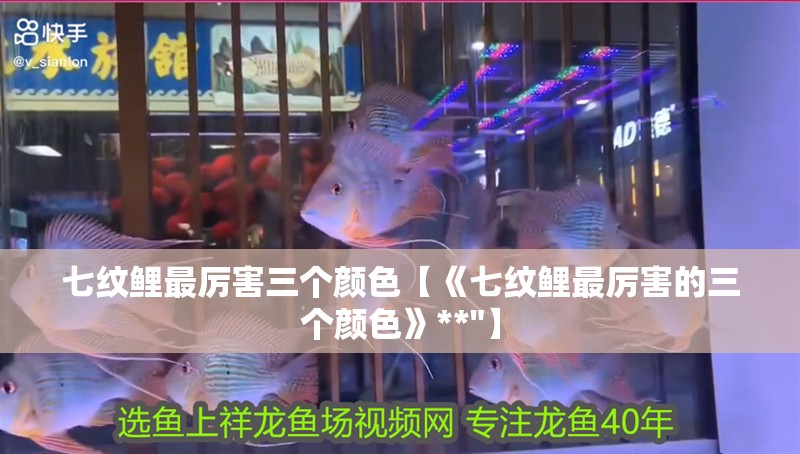 七紋鯉最厲害三個顏色【《七紋鯉最厲害的三個顏色》**