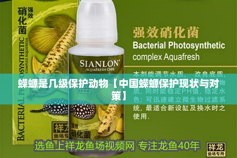 蠑螈是幾級保護動物【中國蠑螈保護現(xiàn)狀與對策】