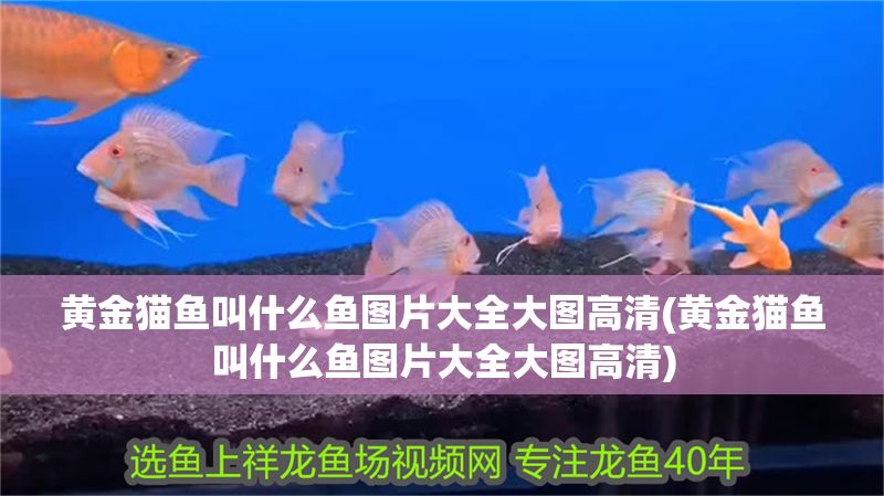 黃金貓魚叫什么魚圖片大全大圖高清(黃金貓魚叫什么魚圖片大全大圖高清) 黃金貓魚叫什么魚圖片大全大圖高清(黃金貓魚叫什么魚圖片大全大圖高清) 黃金貓魚百科 第1張