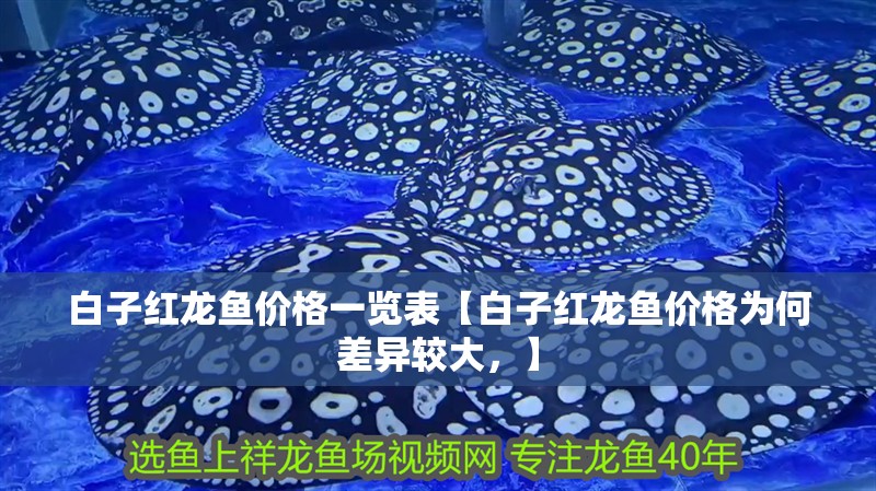白子紅龍魚價格一覽表【白子紅龍魚價格為何差異較大，】