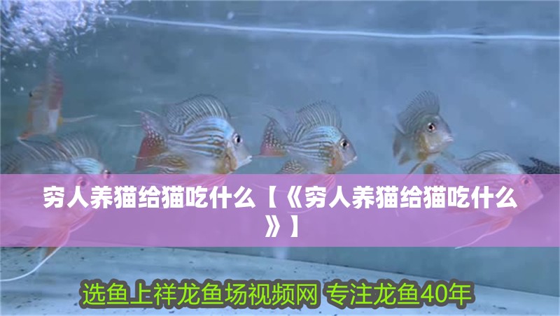 窮人養貓給貓吃什么【《窮人養貓給貓吃什么》】