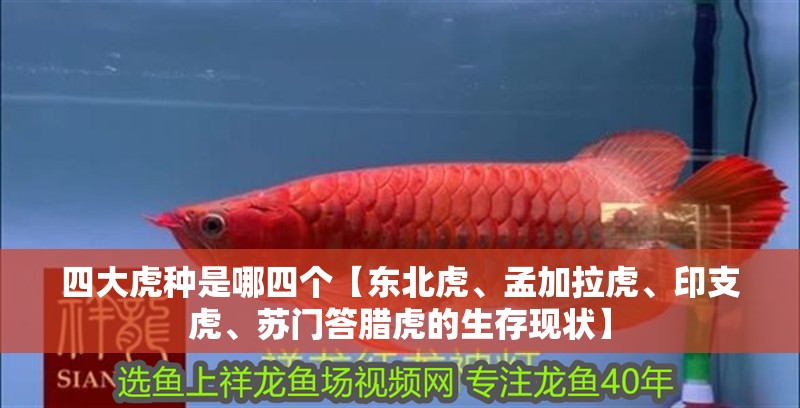 四大虎種是哪四個(gè)【東北虎、孟加拉虎、印支虎、蘇門答臘虎的生存現(xiàn)狀】