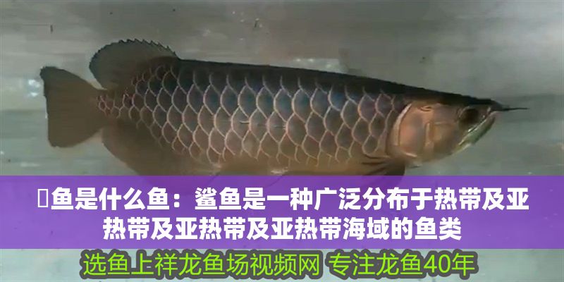 魟魚是什么魚：鯊魚是一種廣泛分布于熱帶及亞熱帶及亞熱帶及亞熱帶海域的魚類
