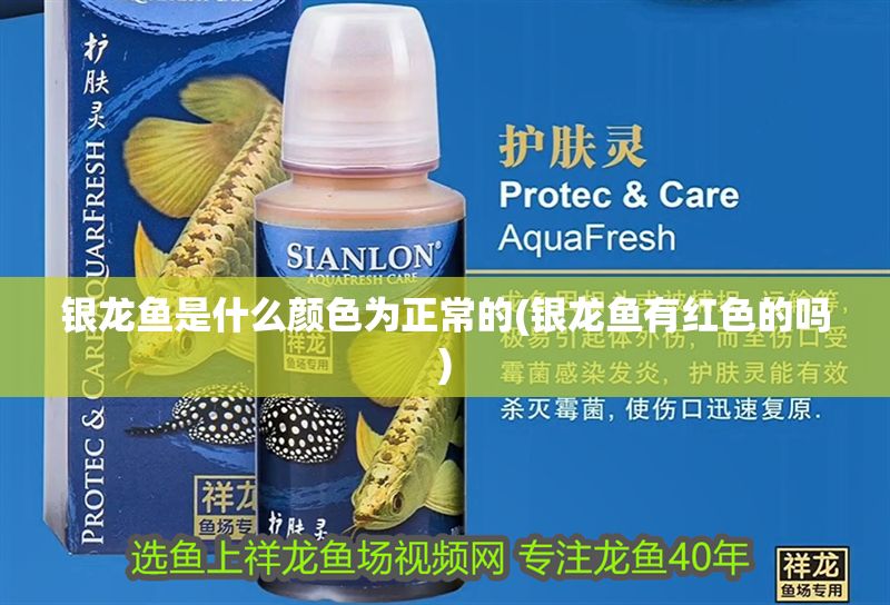 銀龍魚是什么顏色為正常的(銀龍魚有紅色的嗎)