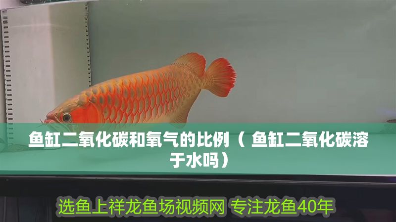 魚缸二氧化碳和氧氣的比例（ 魚缸二氧化碳溶于水嗎） 魚缸二氧化碳和氧氣的比例（ 魚缸二氧化碳溶于水嗎） 錦鯉魚百科 第1張