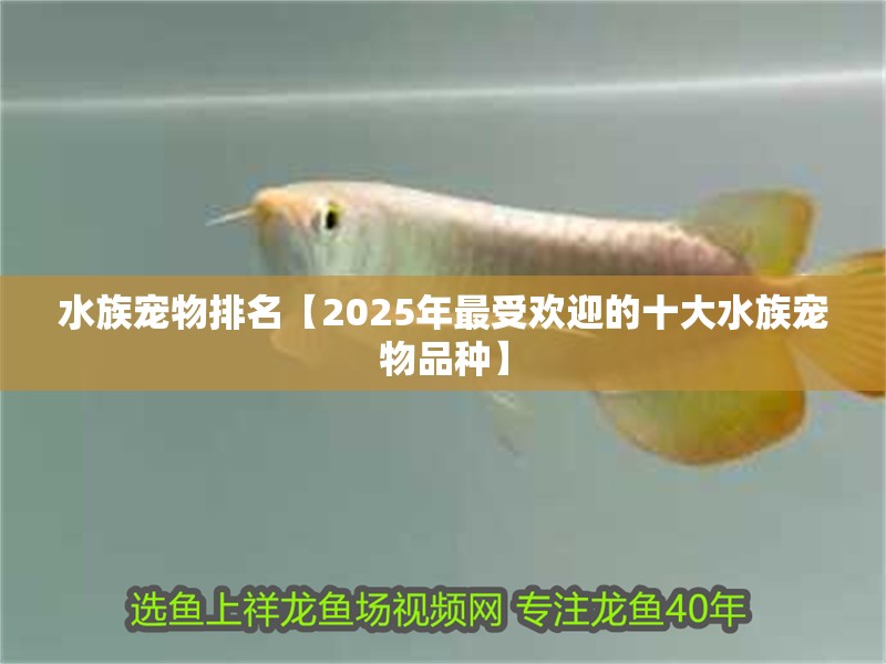 水族寵物排名【2025年最受歡迎的十大水族寵物品種】 水族寵物排名【2025年最受歡迎的十大水族寵物品種】 龍魚論壇