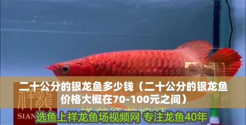 二十公分的銀龍魚多少錢（二十公分的銀龍魚價格大概在70-100元之間） 二十公分的銀龍魚多少錢（二十公分的銀龍魚價格大概在70-100元之間） 龍魚百科