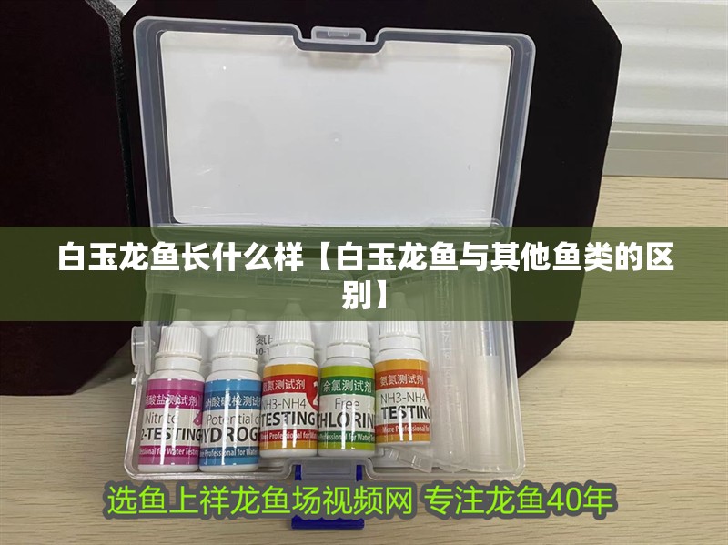 白玉龍魚長什么樣【白玉龍魚與其他魚類的區別】