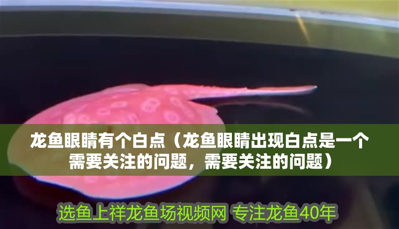 龍魚眼睛有個白點（龍魚眼睛出現白點是一個需要關注的問題，需要關注的問題）