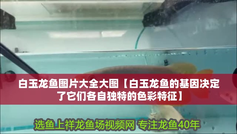 白玉龍魚圖片大全大圖【白玉龍魚的基因決定了它們各自獨特的色彩特征】