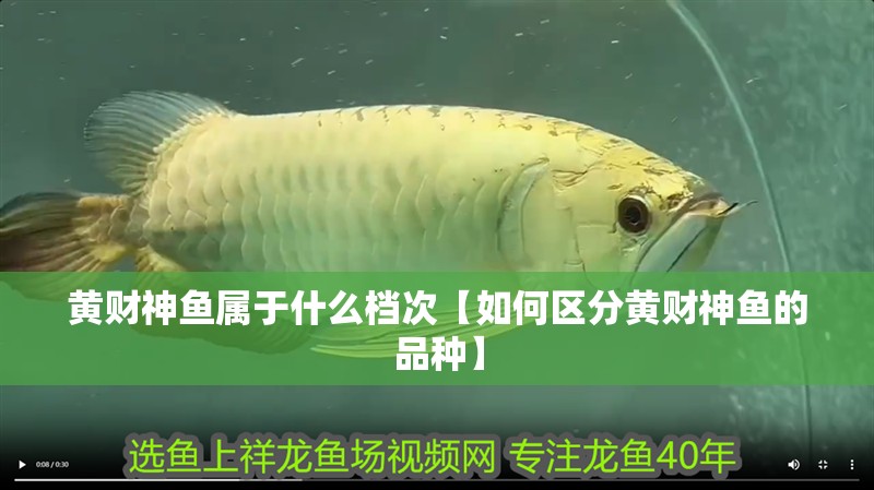 黃財神魚屬于什么檔次【如何區分黃財神魚的品種】 黃財神魚屬于什么檔次【如何區分黃財神魚的品種】 龍魚論壇