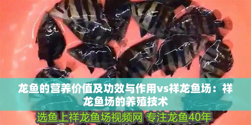 龍魚的營養價值及功效與作用vs祥龍魚場：祥龍魚場的養殖技術 龍魚的營養價值及功效與作用vs祥龍魚場：祥龍魚場的養殖技術 vs祥龍魚場 第1張