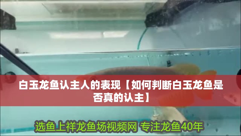 魚缸過濾器選購指南:自制魚缸過濾器魚缸上置過濾器對于養魚愛好者的必備知識 白玉龍魚認主人的表現【如何判斷白玉龍魚是否真的認主】 水族問答 白玉龍魚認主人的表現【如何判斷白玉龍魚是否真的認主】 白玉龍魚認主人的表現【如何判斷白玉龍魚是否真的認主】 水族問答