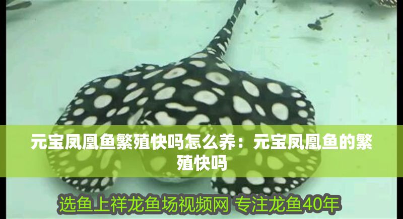 元寶鳳凰魚繁殖快嗎怎么養(yǎng)：元寶鳳凰魚的繁殖快嗎