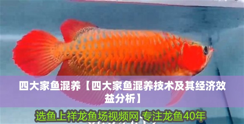 四大家魚混養【四大家魚混養技術及其經濟效益分析】 四大家魚混養【四大家魚混養技術及其經濟效益分析】 龍魚論壇
