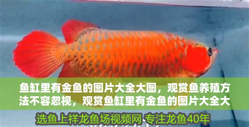 魚缸里有金魚的圖片大全大圖，觀賞魚養殖方法不容忽視，觀賞魚缸里有金魚的圖片大全大圖