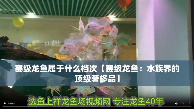 賽級龍魚屬于什么檔次【賽級龍魚：水族界的頂級奢侈品】