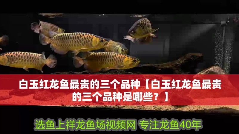 白玉紅龍魚(yú)最貴的三個(gè)品種【白玉紅龍魚(yú)最貴的三個(gè)品種是哪些？】 白玉紅龍魚(yú)最貴的三個(gè)品種【白玉紅龍魚(yú)最貴的三個(gè)品種是哪些？】 水族問(wèn)答