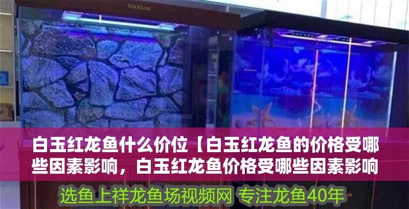 白玉紅龍魚什么價位【白玉紅龍魚的價格受哪些因素影響，白玉紅龍魚價格受哪些因素影響】