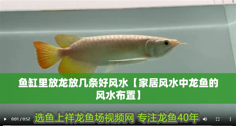 紅龍魚用黃燈烤有用嗎 魚缸里放龍放幾條好風水【家居風水中龍魚的風水布置】 龍魚論壇 魚缸里放龍放幾條好風水【家居風水中龍魚的風水布置】 魚缸里放龍放幾條好風水【家居風水中龍魚的風水布置】 龍魚論壇
