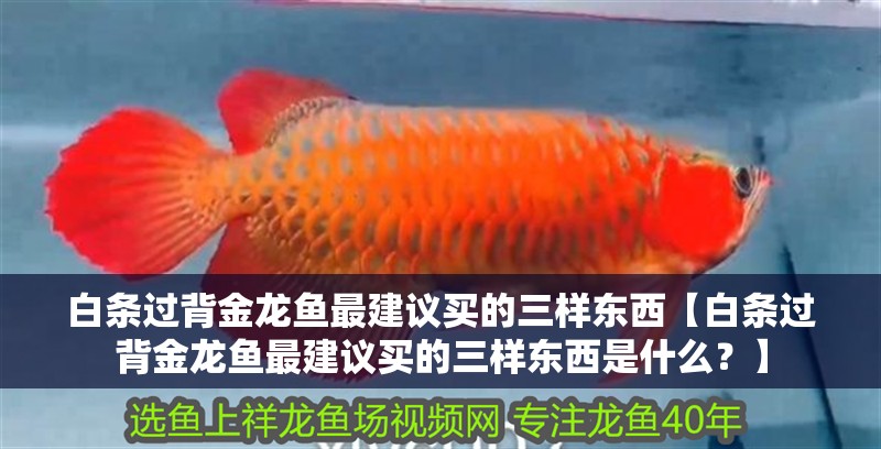 白條過背金龍魚最建議買的三樣東西【白條過背金龍魚最建議買的三樣東西是什么？】 白條過背金龍魚最建議買的三樣東西【白條過背金龍魚最建議買的三樣東西是什么？】 水族問答